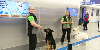 Almanya'da köpekler korona testi yapacak