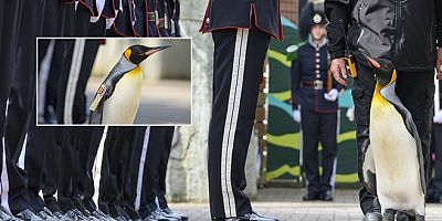 Hayvanat Bahçesi'ndeki penguen Norveç ordusunda tümgeneralliğe terfi etti 