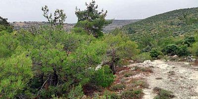 İzmir Begama'daki perlit ocağı için binlerce ağaç kesilecek