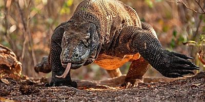 Komodo ejderi, soyu tükenme tehlikesi altında olan hayvan türleri listesine alındı 