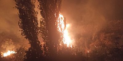 Tekirdağ Şarköy'de 200 dekar ormanlık ve zeytinlik alan yandı