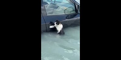 VİDEO- Selden kaçmak için arabanın kapısına asılan kedi kurtarılırken görüntülendi