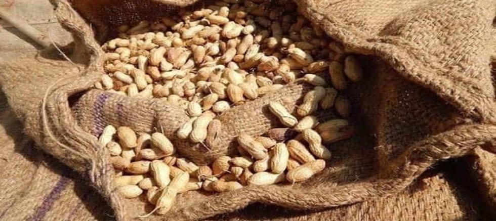 Türkiye’den ihraç edilen kabuklu fıstıklar geri gönderildi