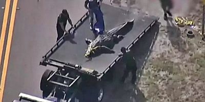 Ağzında insan kalıntıları bulunan 4 metrelik timsah öldürüldü