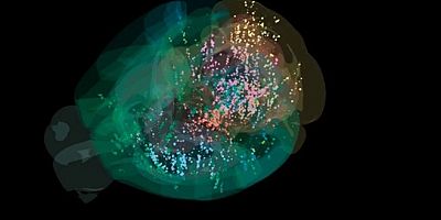 Beyin, karar alırken nasıl çalışıyor? Bilim insanları haritasını çıkardı