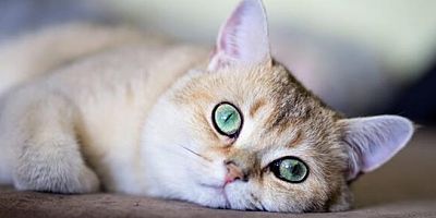 Bilim insanlarından çarpıcı bulgu: Kediler de Alzheimer’a benzer demans yaşıyor