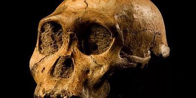 İlk insanlarla birlikte yaşayan yeni bir tür keşfedildi