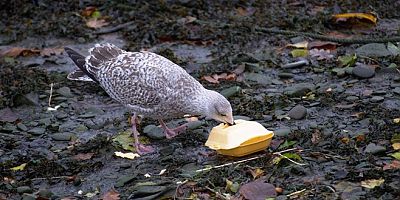İngiltere'de tek kullanımlık plastik çatal, bıçak, tabak ve tepsi yasağı başlıyor